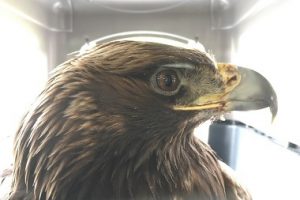 RCMP rescue juvenile eagle in the Cariboo