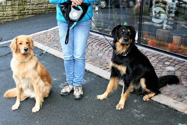 Vanderhoof passes animal control bylaw with new conditions