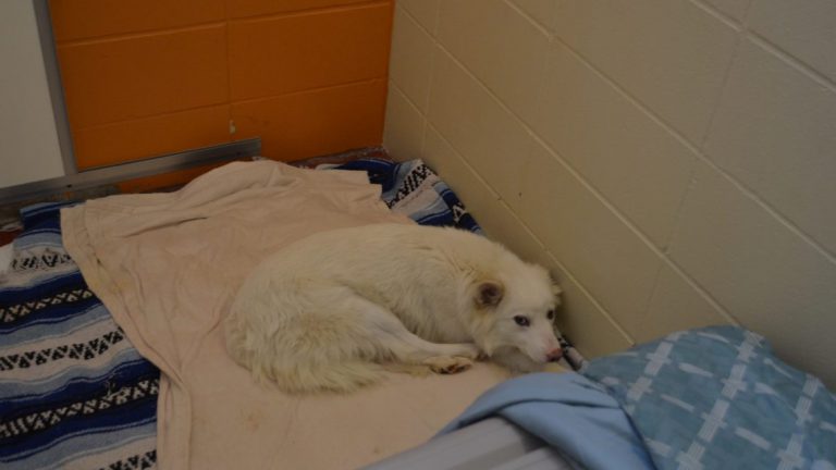 Williams Lake man charged with two counts of animal cruelty