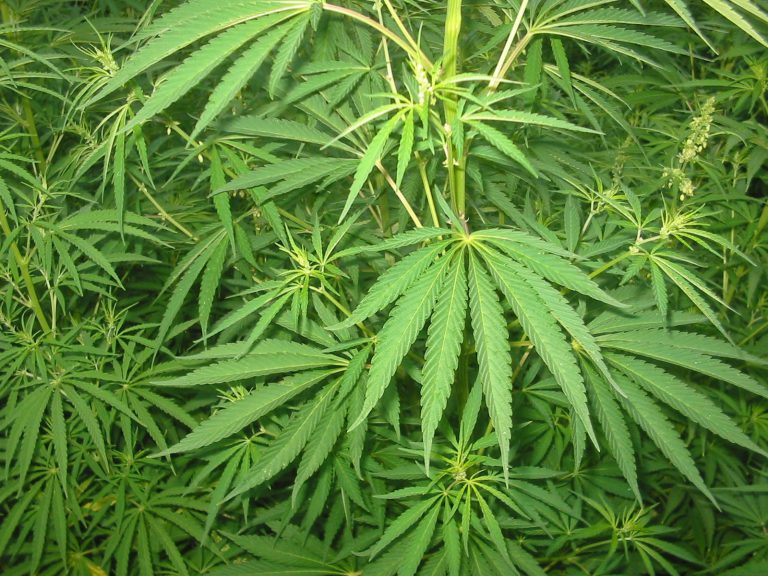 Non-medical cannabis retail licence application information released
