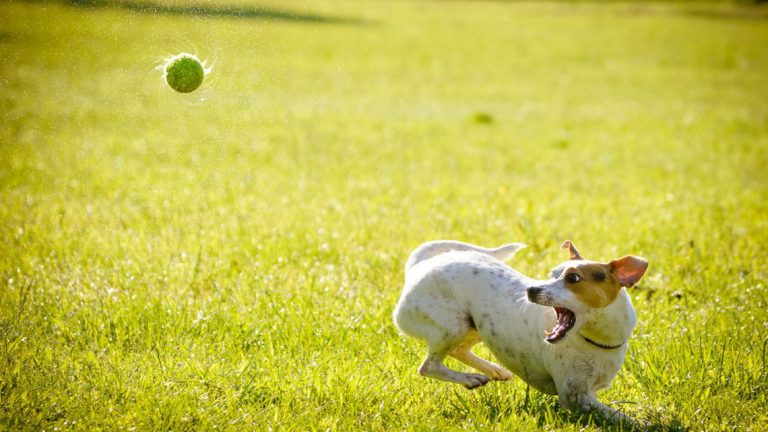 Help your pets beat the heat