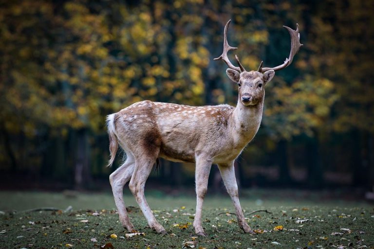 Updated hunting and trapping regulations released
