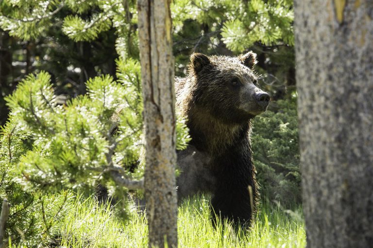 Feeding bears not only dangerous, but could be costly