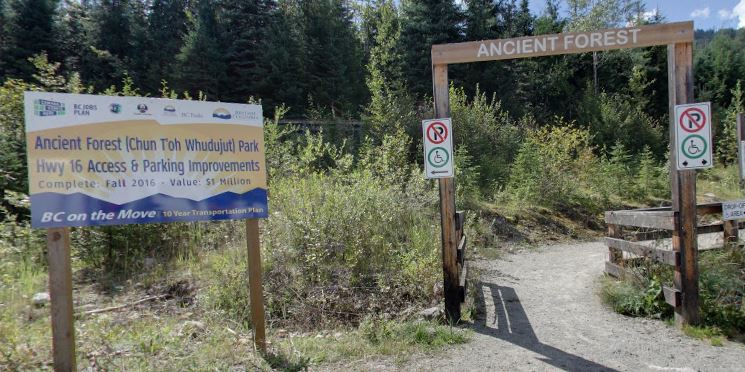 Ancient Forest reopens partially after being closed for fire