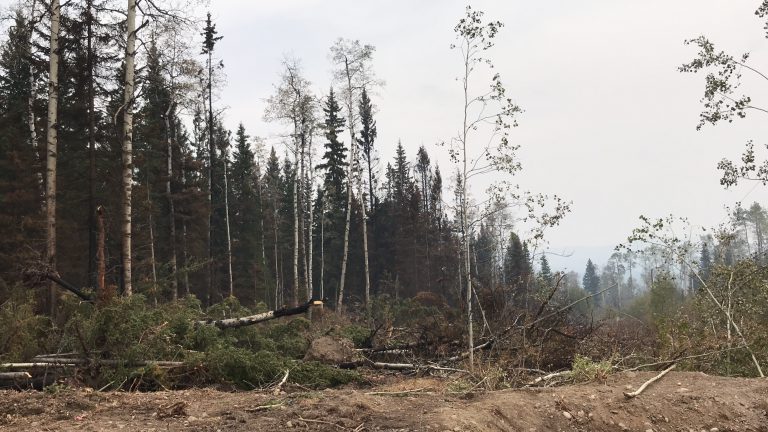 Forest Enhancement Society of BC provides Grant to Cheslatta Carrier Nation