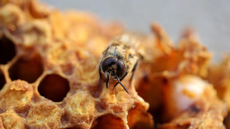 PG beekeeper receives government funding