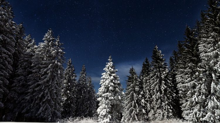 Christmas tree hunter spends 12 hours lost in Northern BC forest