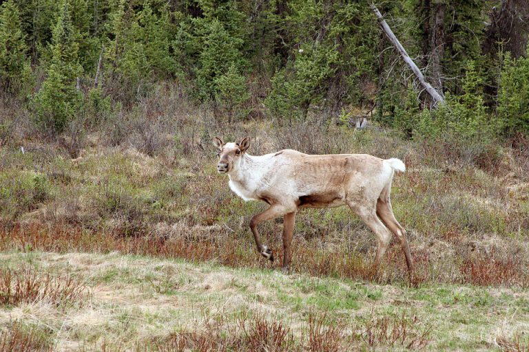 Province launches drafts on Caribou recovery efforts