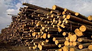 Yurkovich confident they can work with government, industry to help forestry sector