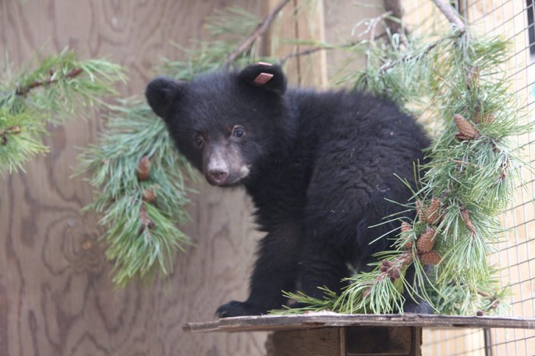 Bear sanctuary in need of donations