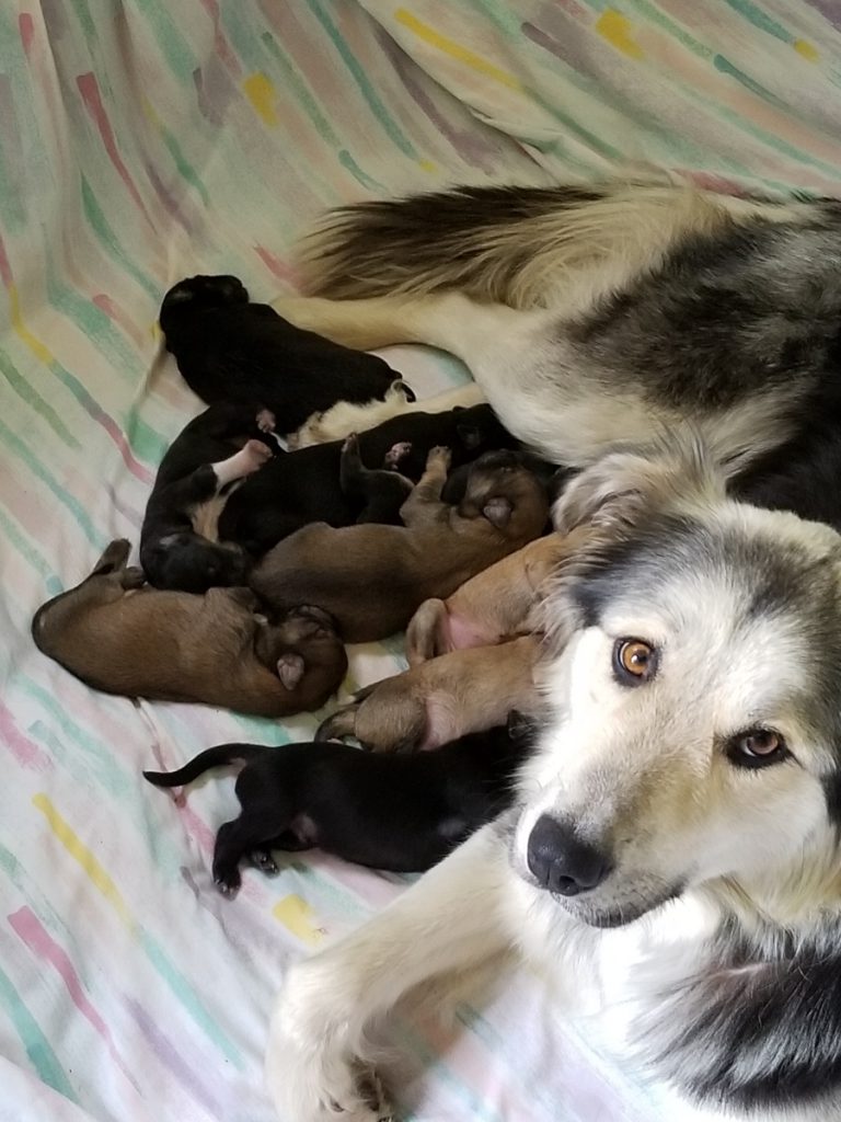 Mother dog and nine puppies ‘left to die’ in sealed box at the dump