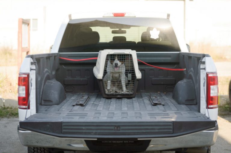 Law’s not enough pertaining to dogs in truck beds, according to SPCA
