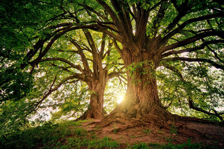 Province’s pledge to protect old-growth trees “symbolic step” to a bigger issue