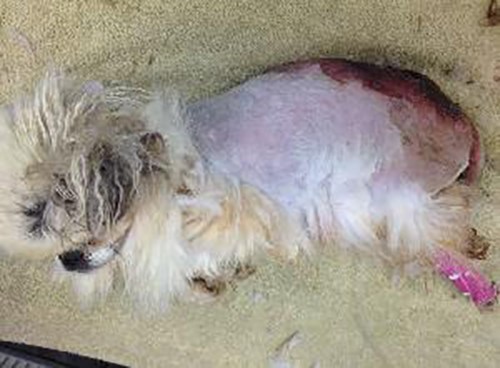 BC SPCA launches animal cruelty investigation after neglected dog found in PG