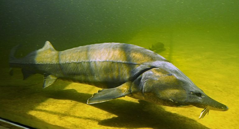 Annual junior sturgeon release event cancelled