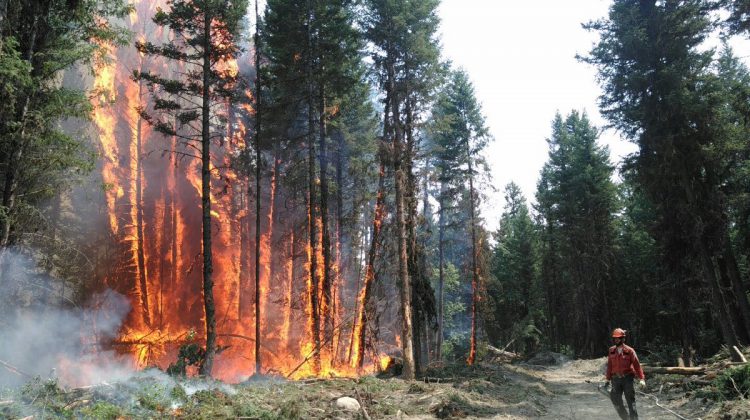 BC Wildfire Service release new safety protocols for 2020 wildfire season