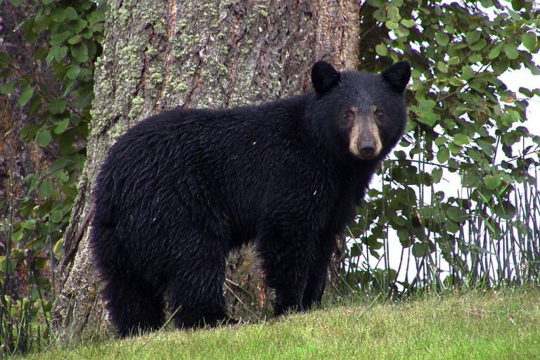 Prince George-Omineca Conservation Officers received nearly 4,000 calls for service in August and September