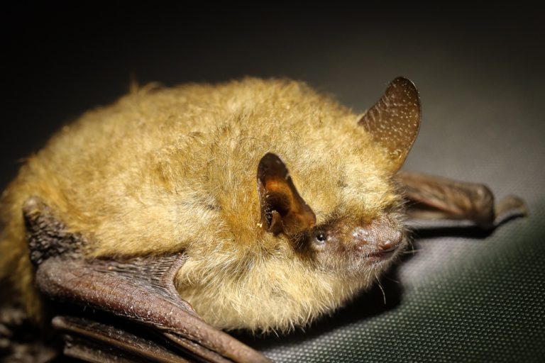 Bats in British Columbia are not COVID-19 carriers, provide pest control