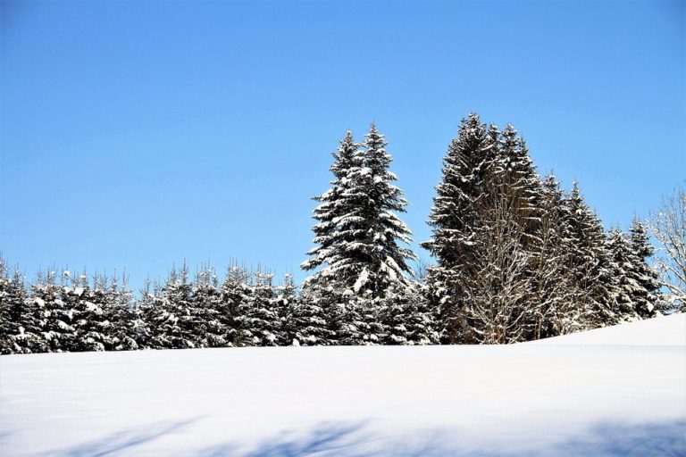 Summer droughts leave Christmas tree farms in short stock