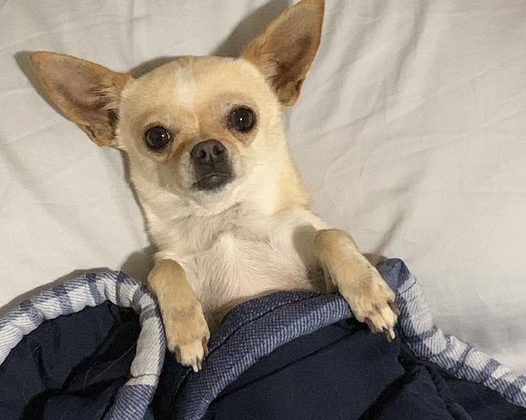 Owners searching for missing dog following Highway 97 accident