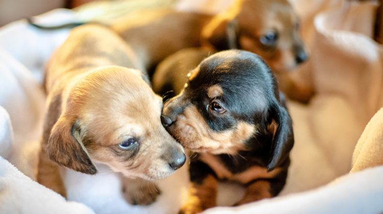 Online puppy scams becoming increasingly popular in BC