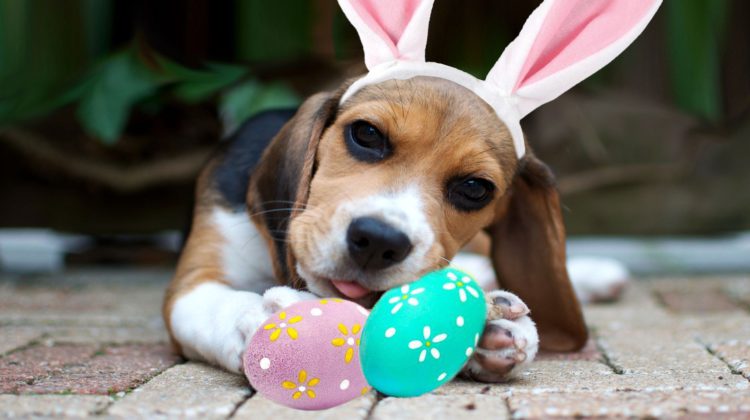 BC SPCA urges pet owners to keep their four legged friends away from Easter treats