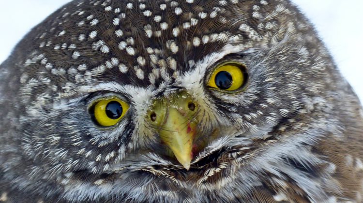 Rodenticide bans on the rise across BC