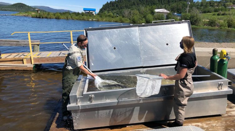 Annual Nechako White Sturgeon release a success in Fraser Lake