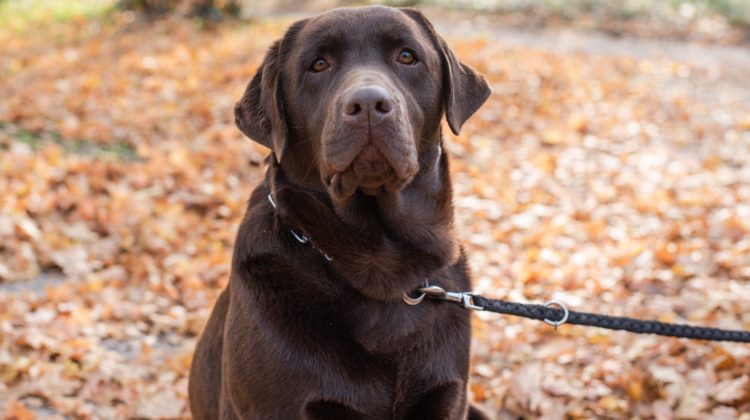 BC SPCA reminds residents of dog park etiquette