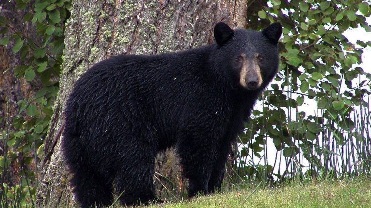 Northern Bear Awareness Society reminding folks to prepare for bears