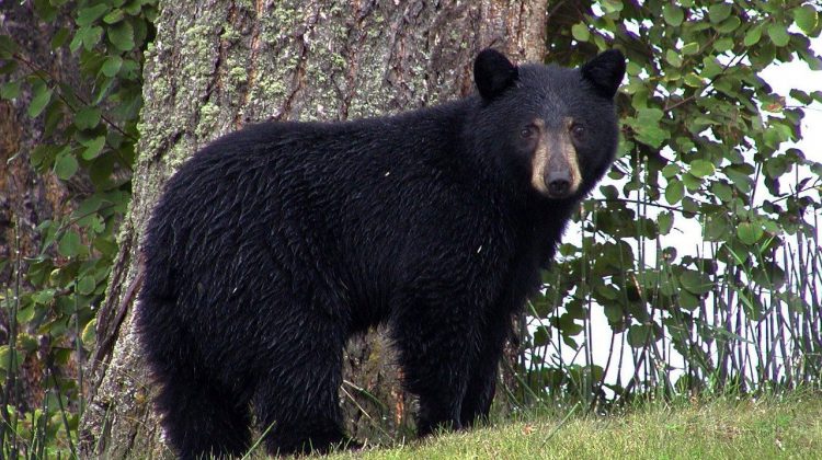 One man sent to hospital following bear attack near Vanderhoof