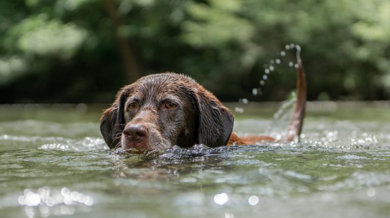 Unusual Kennel Cough strain identified among BC’s dog population