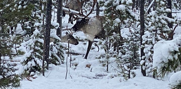 Provincial government reaches out for input on Caribou predator reduction strategies