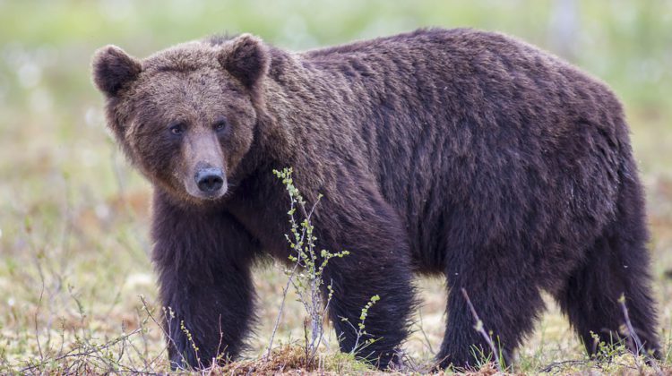 Person hospitalized after grizzly bear attack in Granisle