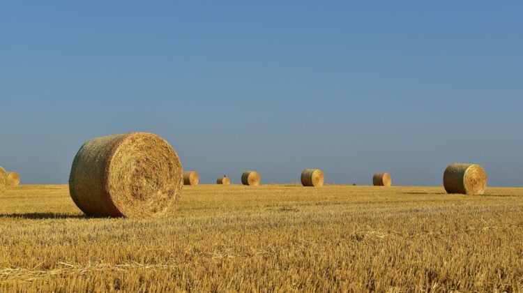Drought caused hay shortage highly concerning to northern farmers