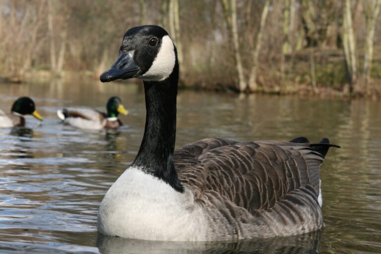 Avian flu detected in Vanderhoof geese