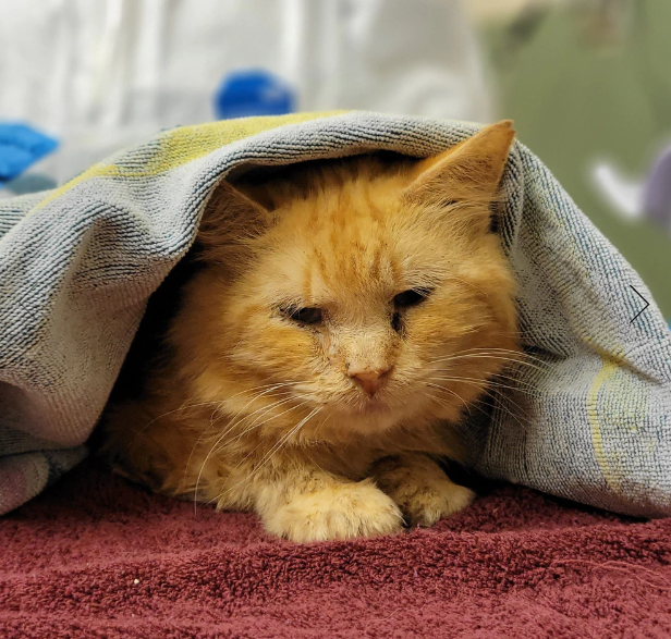 BC SPCA seizes 123 animals from Fort St. James home