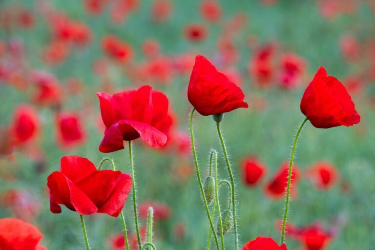 Indigenous Veterans Day being observed in Canada today