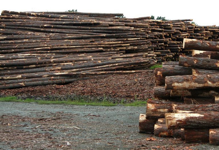 Allowable annual cut level reduced for Mackenzie Timber Supply Area