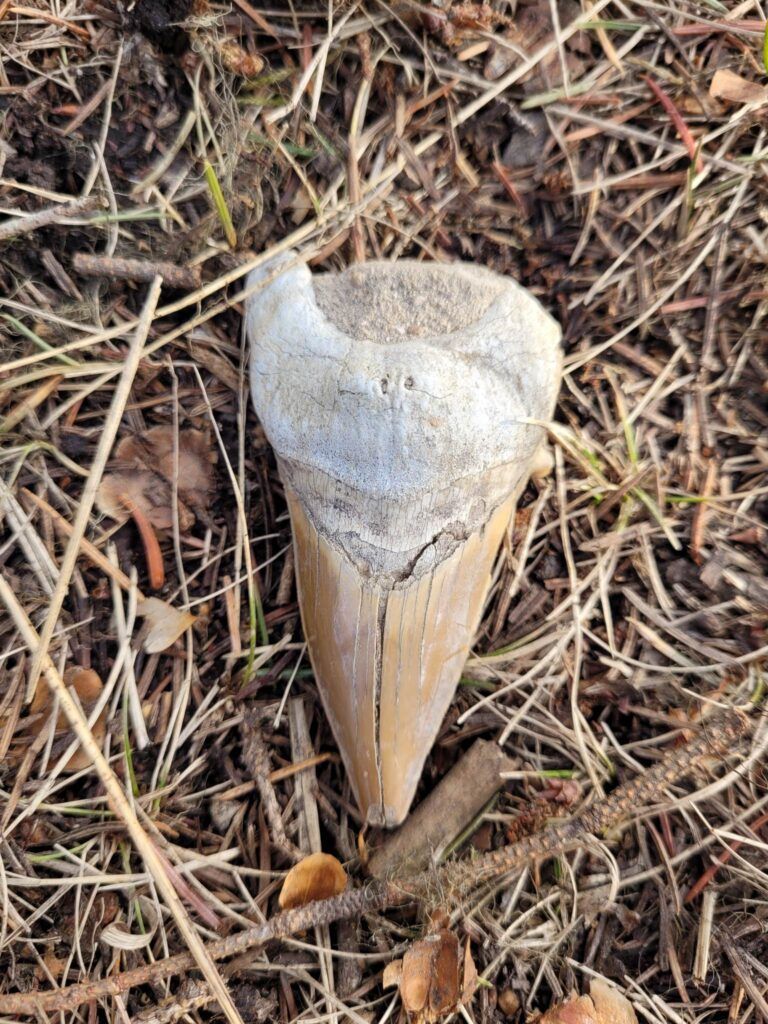 Prehistoric megalodon shark tooth found in Prince George by rock-hunting mother and daughter