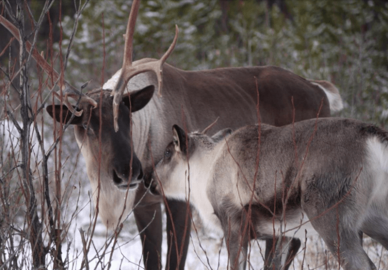 11,000 hectares secured for caribou habitat in Central BC