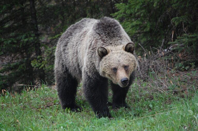 Woman injured in bear attack near Burns Lake