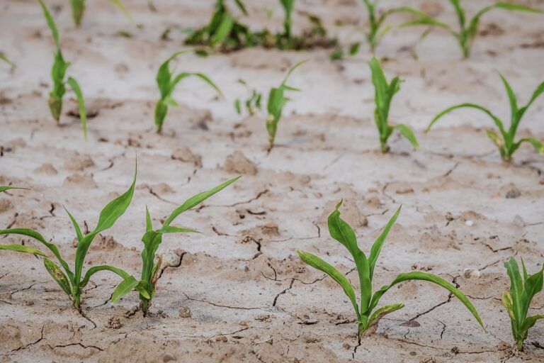 BC drought most severe in history, temperatures set to climb again in August