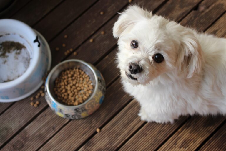 BC SPCA pet food bank usage up 20% in 2023