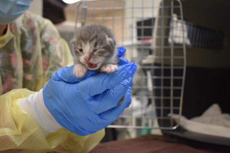 Over 260 Houston cats surrendered to SPCA; many ready for adoption