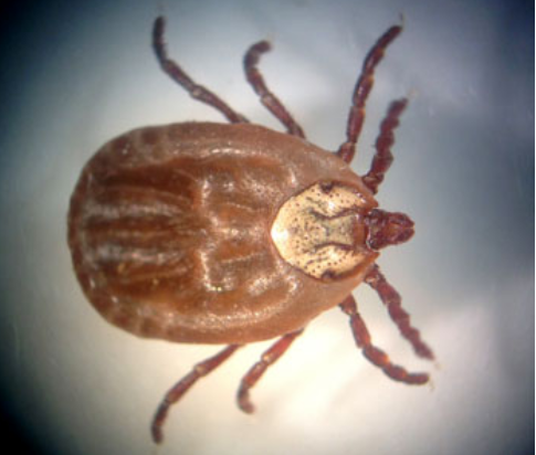 Impact of Tick season still up in the air: BC Centre for Disease Control
