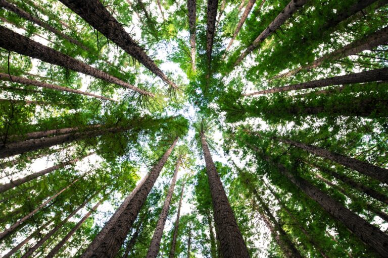 BC plants 10-billionth tree