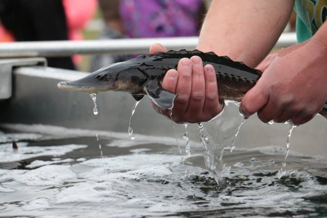 900 Vanderhoof students to help release sturgeon into Nechako