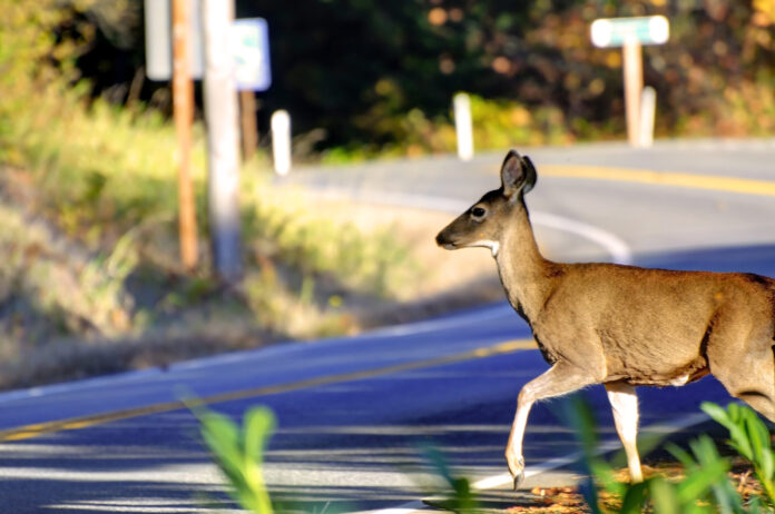 BC SPCA cautions drivers about increased deer sightings during rutting season