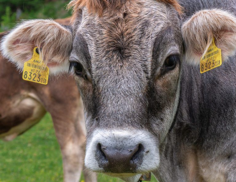 Province to inject funding to bolster veterinarian staffing in rural BC